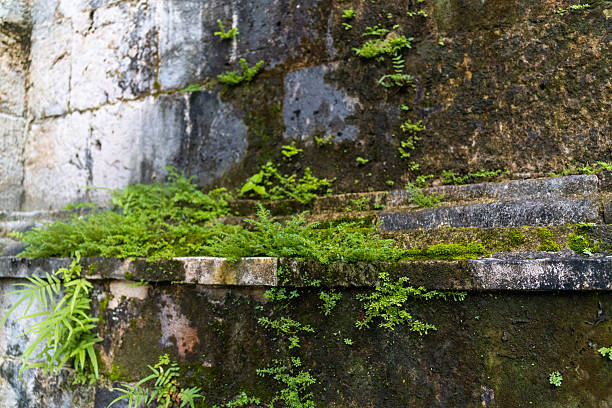istock Moss and Green Plants Growing on Old Stone Wall 2250315376