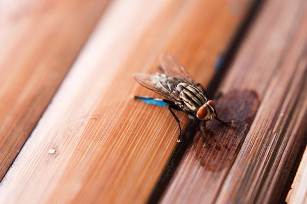 a fly on the bark of a tree. colorful macro photography. close-up. space for the text. blurred background with highlights. bokeh. Diptera. fly. Musca domestica.