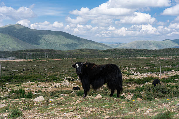 A black yak stands on a grassy mountainous area with a backdrop of blue sky and distant mountains.
