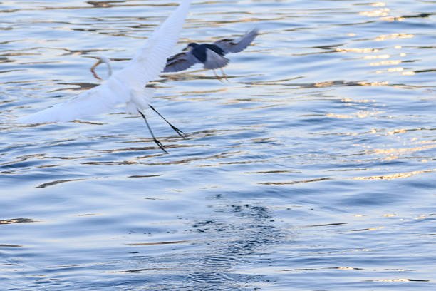 Hong Kong Wildlife
