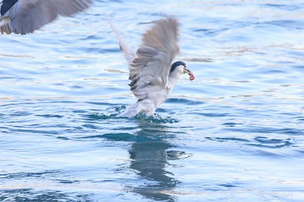 Hong Kong Wildlife