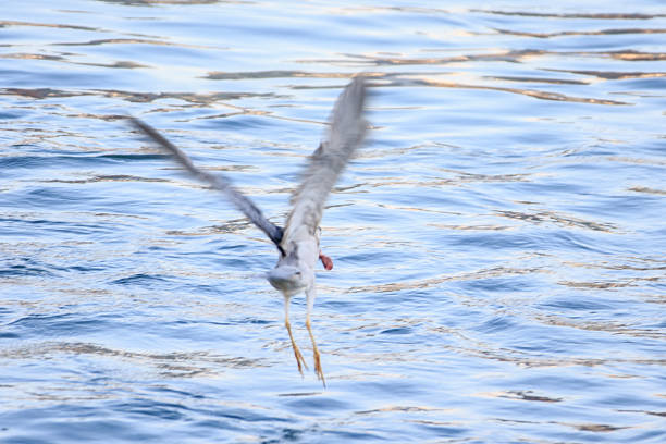 Hong Kong Wildlife