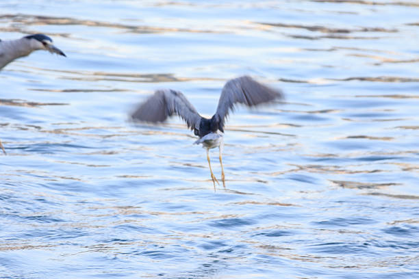A Great Blue Heron along the coast near Pebble Beach in California.