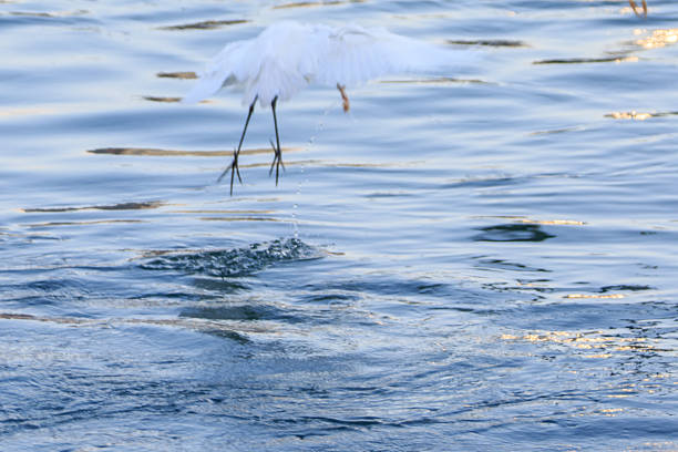 Hong Kong Wildlife