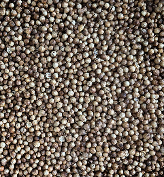 istock Coriander Seeds Texture Background, Cilantro Grains Pattern, Chinese Parsley Seed Banner, Dry Spices 2250320352