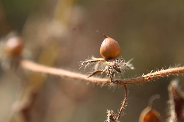 Dry seeds of wild shrub.