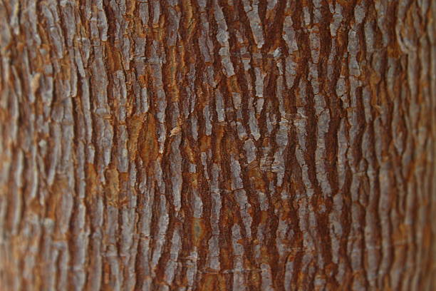 istock Texture of Ficus religiosa tree trunk bark surface 2250321398