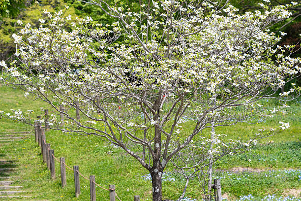 Flowering White Dogwood in Springtime. Okanagan British Columbia. Provincial Flower Of BC.