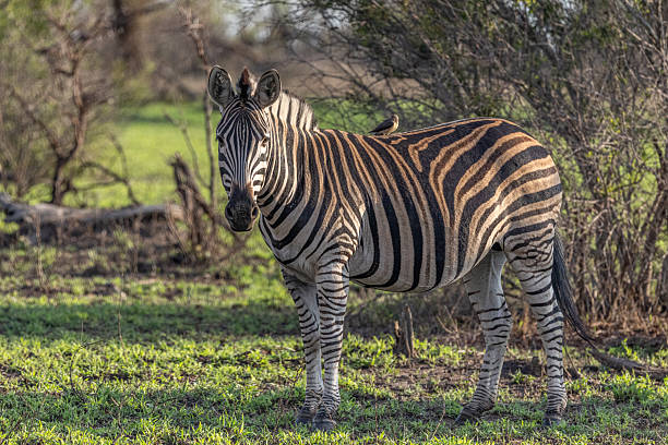 istock Beautiful Zebra in Africa - with small bird on its back - basking in the wilderness. 2250324193