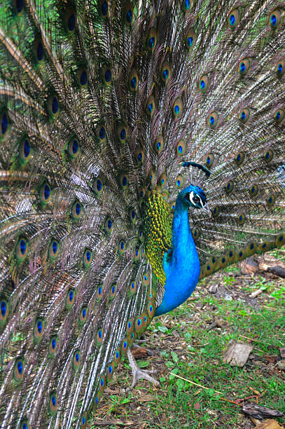 istock Vibrant male peacock displaying full colorful plumage in natural setting 2250324816