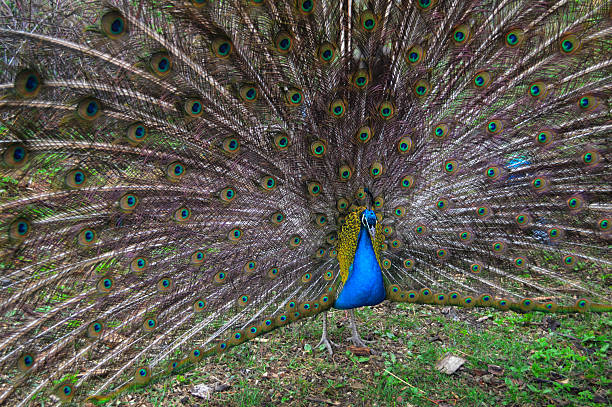 istock Vibrant male peacock displaying full colorful plumage in natural setting 2250324817
