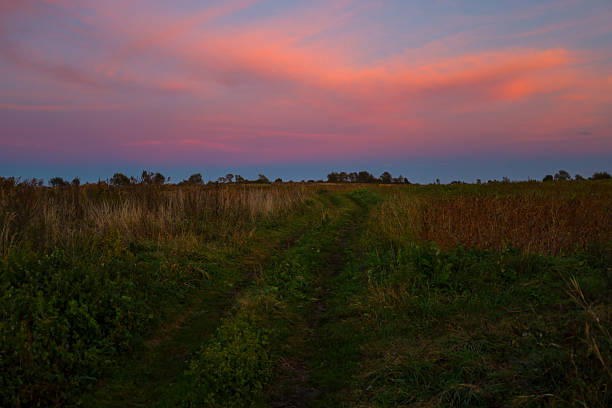 ​A dirt field road cuts through dense grass and crop overgrowth during a magical late sunset. The horizon is illuminated by a dramatic pink and purple sky, creating a rich, contrasting color palette above the rustic landscape.