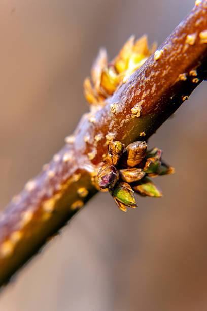 Buds are forming on a tree branch in a forest. The scene captures the beginning of spring with new growth visible. The setting is a natural outdoor environment.