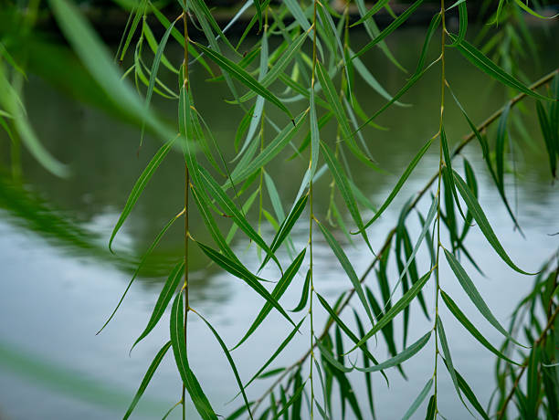 Weeping Willow Leaves Hanging Over Water Natural Green Foliage Background Peaceful Scene