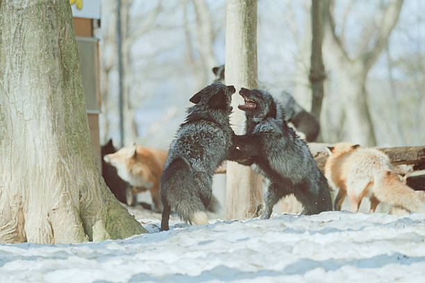 istock Foxes at Zao Fox Village 2250330374