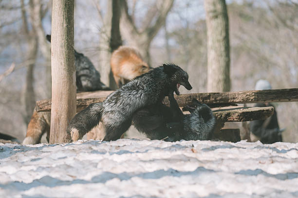 istock Foxes at Zao Fox Village 2250330376