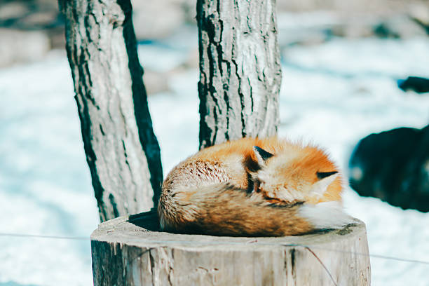 Foxes at Zao Fox Village