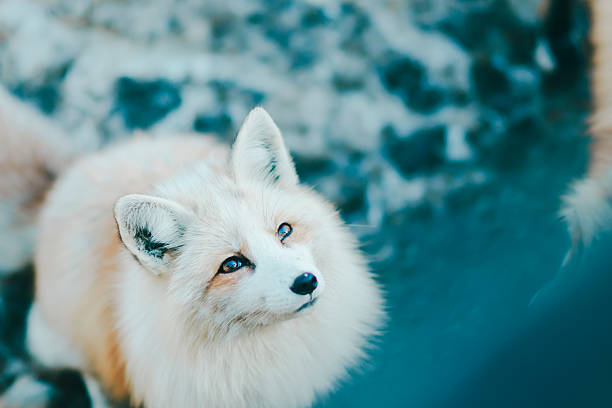 Fox on a log