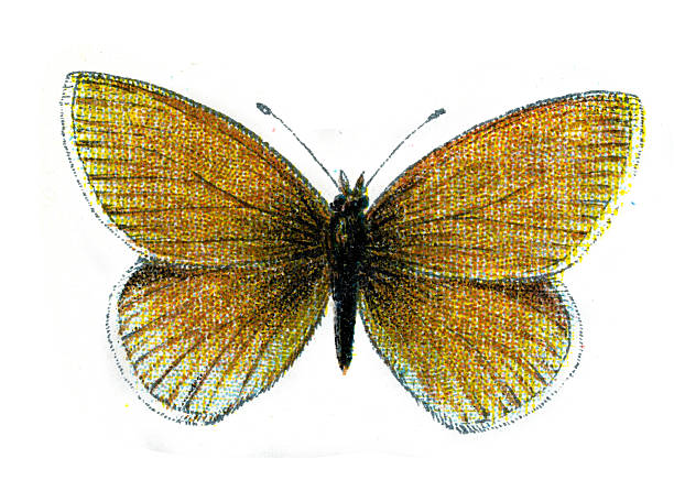 Marsh Ringlet, Butterfly, Wildlife, Insects, Butterflies, lepidopterology, Vintage illustration