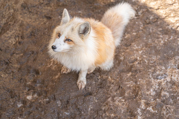 Foxes at Zao Fox Village