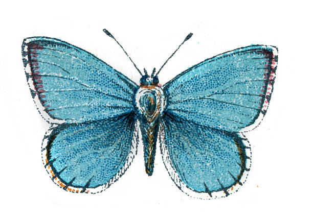 Clifden Blue Butterfly, Wildlife, Insects, Butterflies, lepidopterology, Vintage illustration