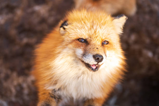 Foxes at Zao Fox Village