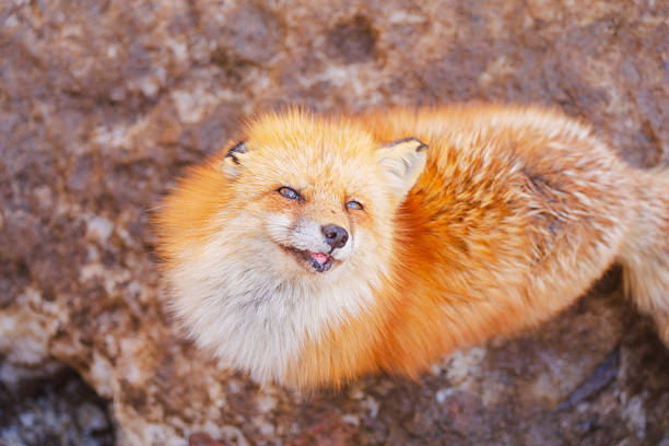 Foxes at Zao Fox Village