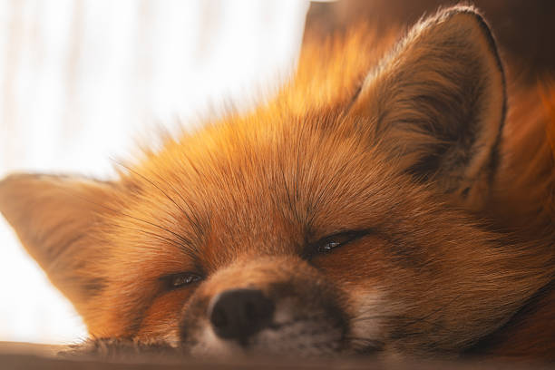 istock Foxes at Zao Fox Village 2250331575