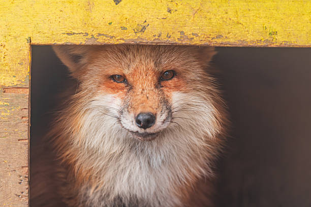 istock Foxes at Zao Fox Village 2250331936