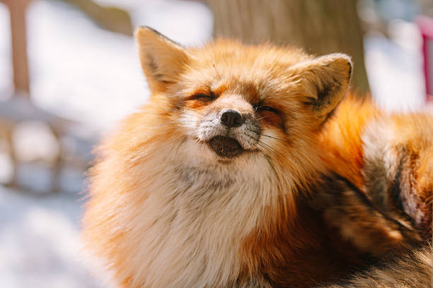 istock Foxes at Zao Fox Village 2250332058