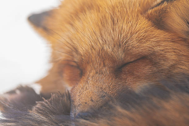 istock Foxes at Zao Fox Village 2250332366