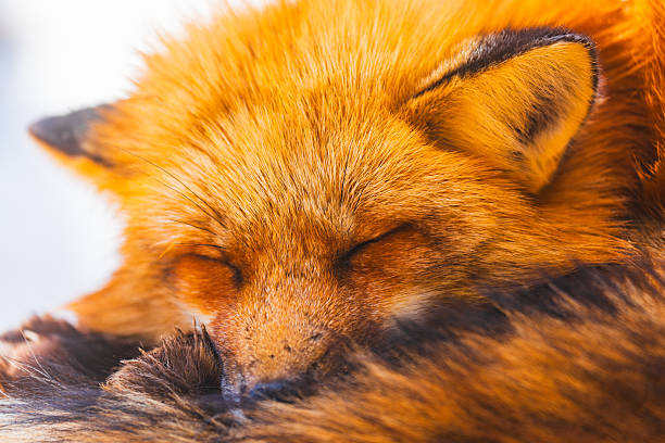 istock Foxes at Zao Fox Village 2250332460