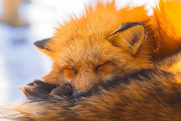 istock Foxes at Zao Fox Village 2250332464