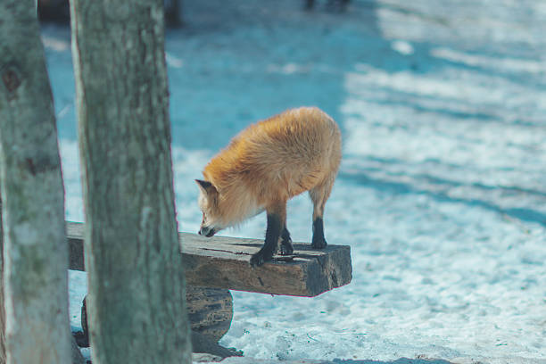 istock Foxes at Zao Fox Village 2250332641
