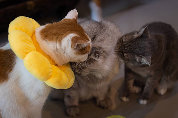 Two cute cats sleeping in bed