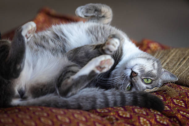 Relaxed British Shorthair Cat Stretching on Wooden Floor