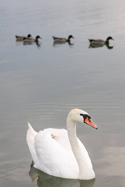 A mute swan Cygnus olor. Bosur, Vinkovci, Croatia.