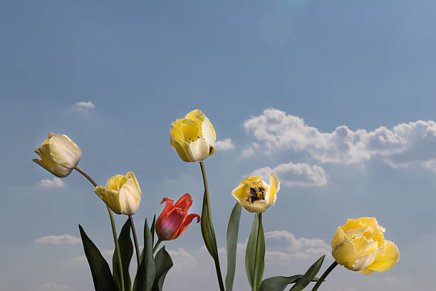 Tulips against cloudy blue sky