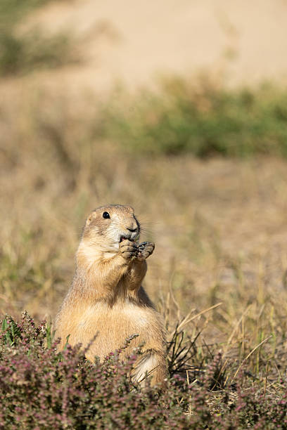 A Prairie Dog, Cynomys ludovicianus, sitting in the prairie feeding on vegetation. Shot in Rocky Mountain Arsenal National Wildlife Refuge.