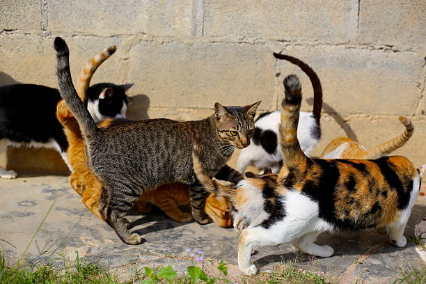 istock Many colorful cats playing together outside. 2250339389