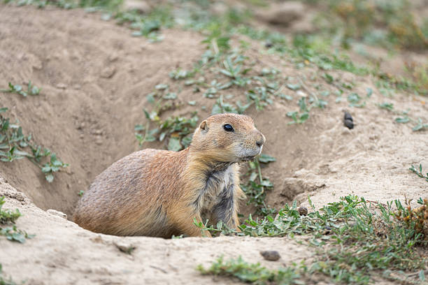 istock Prairie Dog at Entrance 2250339413