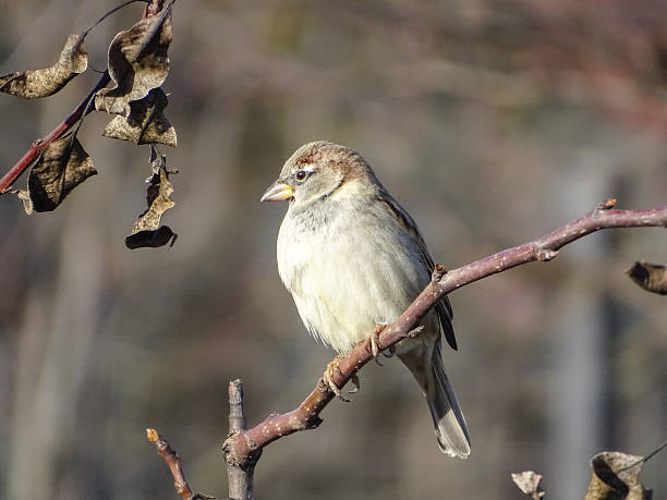 istock Sparrow on a branch in Romania 2250341363