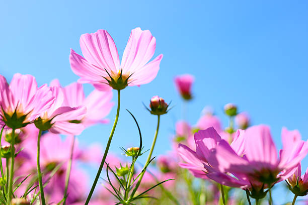 istock Pink cosmos flower under the blue sky. 2250343075