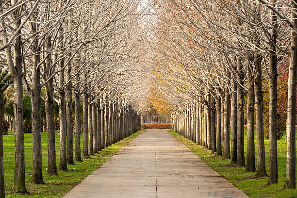 istock A beautiful autumn view from the city park 2250344509