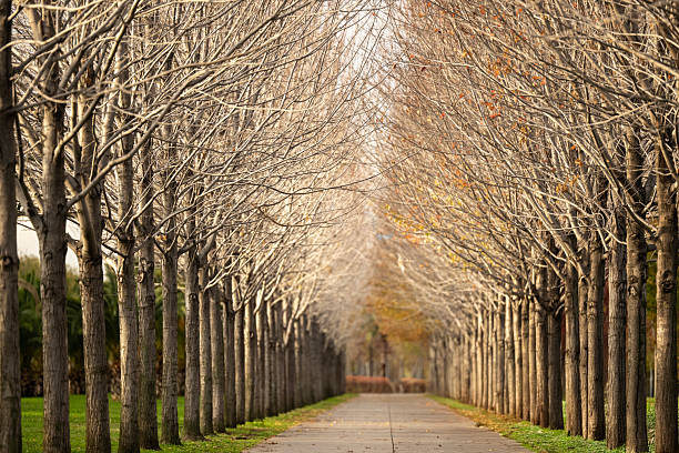 A beautiful autumn view from the city park