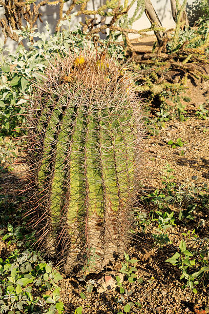 istock Large, Mature Fishhook Barrel Cactus, Ferocactus wislizeni 2250344790