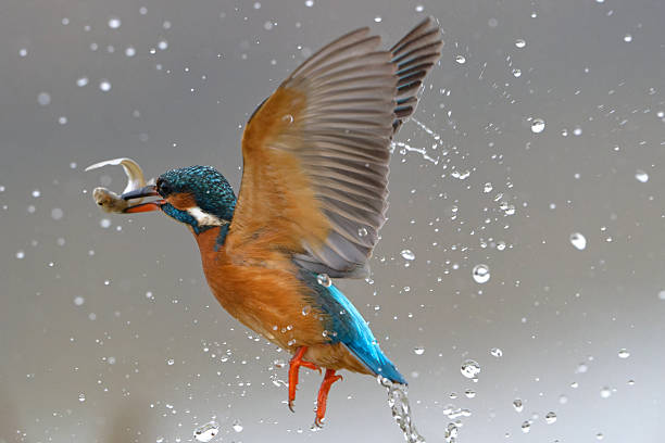 Ringed kingfisher on the nature in Pantanal, Brazil. Brazilian wildlife
