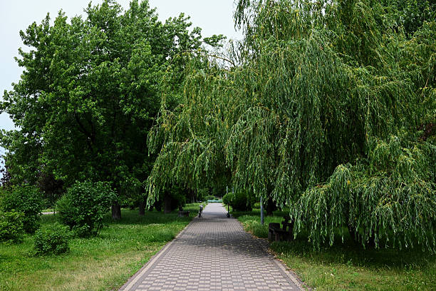 дорога в парке