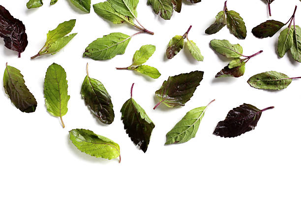 istock Holy basil, Fresh leaves of herb plant 2250345824