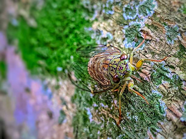 Macro photo of a katydid with transparent wings and segmented body, attached to a mossy tree trunk
